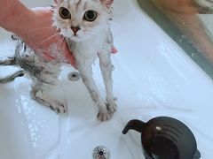 -70cat德文卷毛猫·缅因猫纯种猫舍