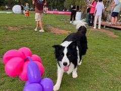 -不觉晓CAMPING(上海迪士尼营地店)