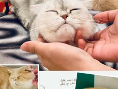 -飞行喵MR PILOT|猫舍·猫咖(静安大融城店)