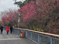 -金鸡山公园