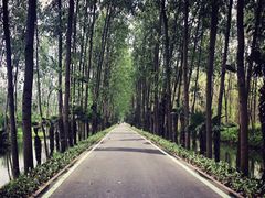 -合肥滨湖国家森林公园