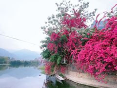 -长寿村
