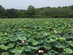 -大湾区中央湿地公园