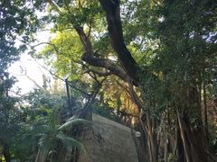 -九龙公园