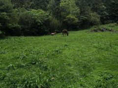 -武陵山森林公园