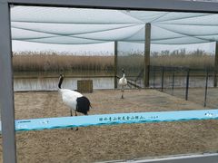 -盐城丹顶鹤湿地生态旅游区