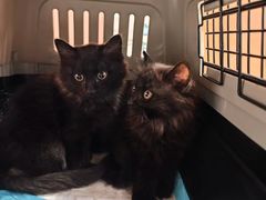 -pd派德宠物中心医院24H急重症·眼科中心·血液透析中心(嵩山北路店)