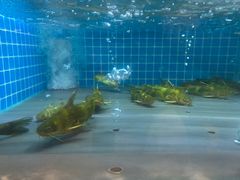 -稷泽·海丽宾雅温泉度假酒店