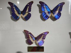 -上海昆虫博物馆