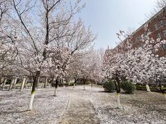 -石家庄市植物园