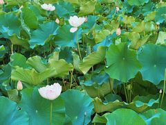-东升八家郊野公园
