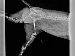 -萌兽医馆·宠物医院·猫骨科(创景店)