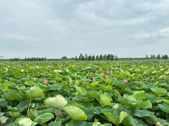-涵家味土菜馆·徽州一绝臭鳜鱼(三河古镇店)