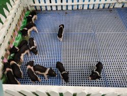 -萌宠亲子动物乐园(槐房万达店)