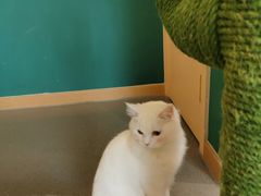 -飞行喵MR PILOT|猫舍·猫咖(静安大融城店)