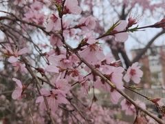 -桃花堤公园