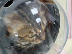 -嘉馨宠物医院·CT影像转诊·心脏科·犬猫全科诊疗中心(下沙大学城院区)