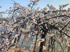 -白塘生态植物园
