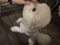 -吕氏焗小鲜•海鲜青岛菜(八大关店)
