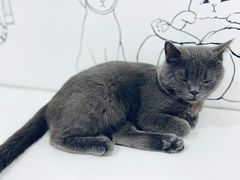 -白夜2D咖啡馆
