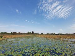 -上海海湾国家森林公园