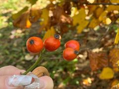 -国家植物园南园