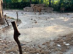 -上海野生动物园老虎餐厅