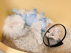 -米苏动物医院·犬猫专科·骨科外科内窥镜