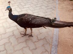 -西霞口神雕山野生动物世界