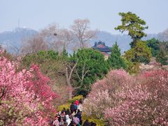 -梅花山(明孝陵内)