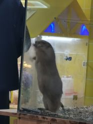 -神奇动物撸宠馆·羊驼·小浣熊·异宠(豫园店)