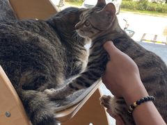 -伟伟宠物医院·瑞派猫友好医院·猫科(光谷店)