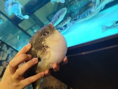 -肆月河豚·淮扬菜·湘菜(华天店)