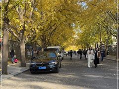 -三里屯东五街银杏大道