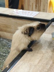 -神奇动物撸宠馆·羊驼·小浣熊·异宠(豫园店)
