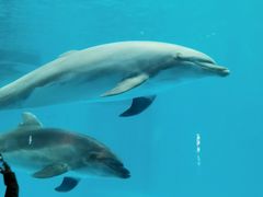 -海合安成都极地海洋公园