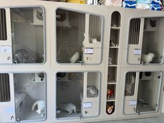 -唐小姐の私宠·宠物洗护美容·撸猫馆·购宠(周浦万达旗舰店)