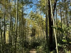 -潜山国家森林公园