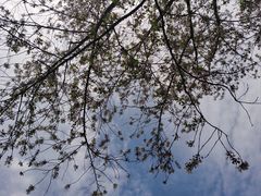 -上海辰山植物园