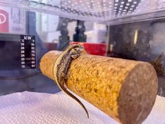 -酷以爬仙阁实体爬宠店·守宫·蜥蜴·专业繁育