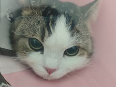 -汪喵宠物医院·骨科心脏影像·犬猫急重症ICU诊疗中心(成华分院)