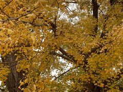 -北京石刻艺术博物馆(五塔寺)