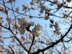 -桃花堤公园