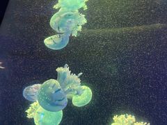 -青岛海底世界-水族馆