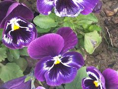 -凯德广场(武胜路店)