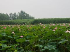 -白洋淀景区