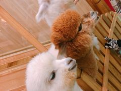 -藦茜花园宠物主题亲子互动体验馆(国顺东路店)