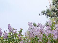 -将府公园