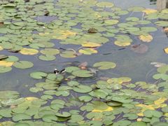 -花果园湿地公园