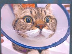 -瑞鹏宠物医院·爱宠堂·骨外专科(西荷分院)